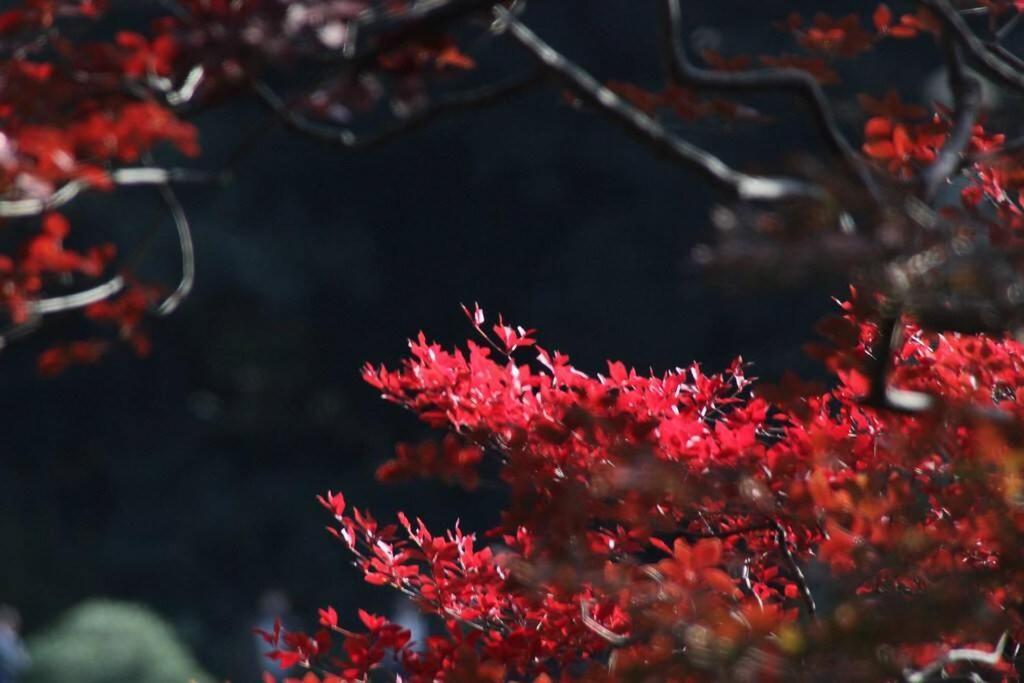 Tora Hotel Tokyo-Rikugienn 寅ホテル 六義園 A Dış mekan fotoğraf